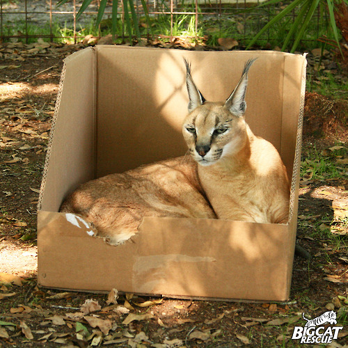 Big cats like boxes sale